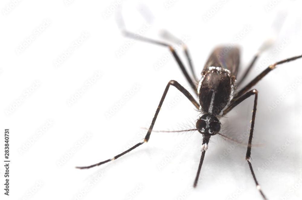 Aedes albopictus Mosquito. Super macro close up a Mosquito Aedes albopictus Mosquito. Super macro close up a Mosquito