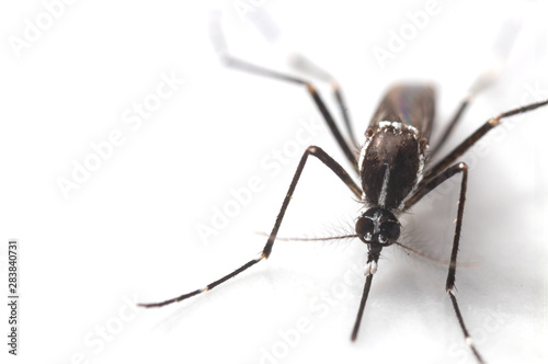 Aedes albopictus Mosquito. Super macro close up a Mosquito