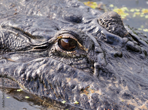 Closeup Focus Stacked Image Showing the Eyes and Head of a American Alligator
