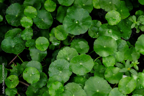 Asiatic Leaves - Green Leaf on dark black background, Water drop on Asiatic pennywort, Centella asiatica, Medical herb concept, natural green plants under sunlight using for background or wallpaper.