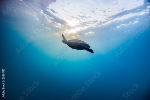 Turtle swiming on sunset underwater