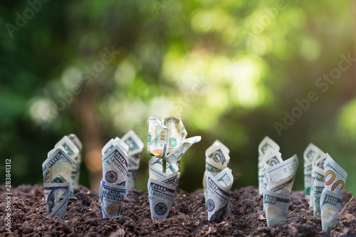 Fototapeta Naklejka Na Ścianę i Meble -  Dollar bill plant growth from ground.Concept of money tree growing from American dollars