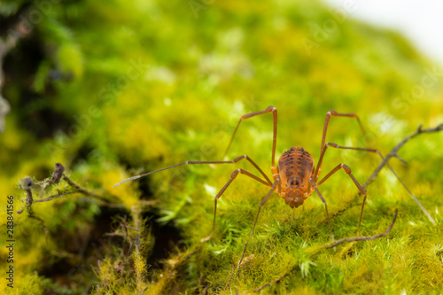 Macro close up of Harvestmen (harvester, daddy long leg) spider.