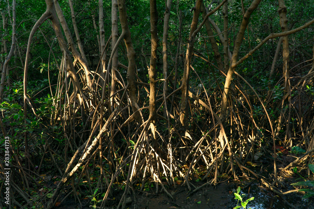 Mangrove forest with the roots, green leaves, water reflection and sun light Mangrove forest with the roots, green leaves, water reflection and sun light
