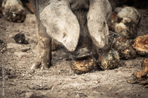 portrait of dirty cute pig eating with big ears covering his head, always hungry eating fruits