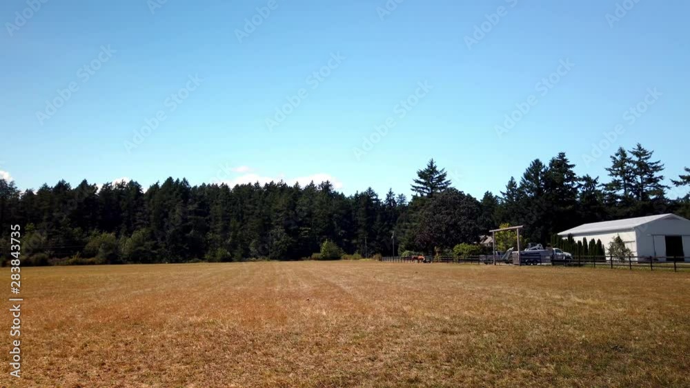 Horses eating grass in a farm during summer Horses eating grass in a farm during summer