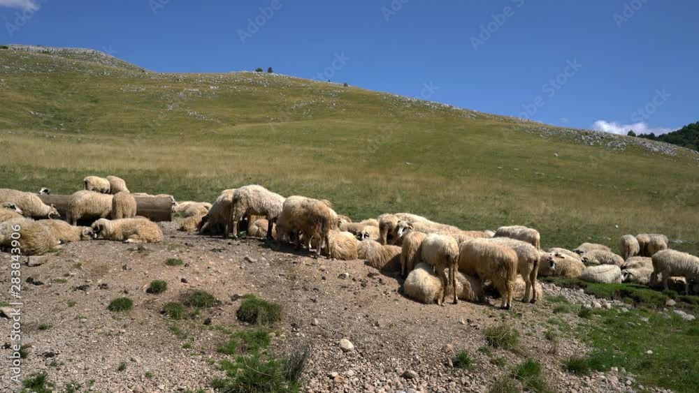 Sheep on the mountain rest at noon at the watering hole - (4K) Sheep on the mountain rest at noon at the watering hole - (4K)