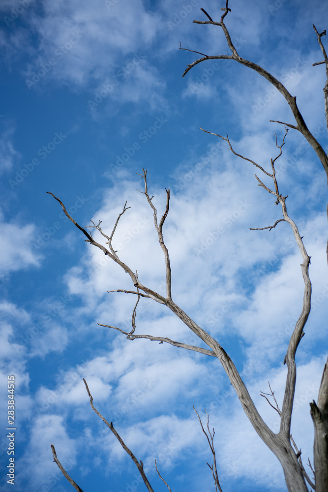 dead tree bent in blue sky. dead tree bent in blue sky.