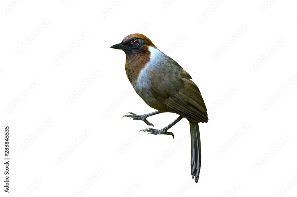 Fototapeta premium White-necked Laughingthrush isolated on white background