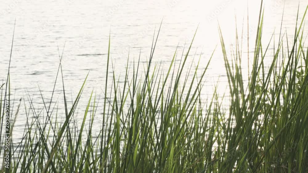Beautiful sunset with grasses and lake in warm tone Beautiful sunset with grasses and lake in warm tone