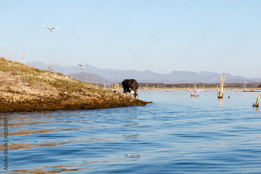 Cow grazing on the shore of Lake El Salto in Sinaloa, Mexico, with the Sierra Madre Mountains in the background