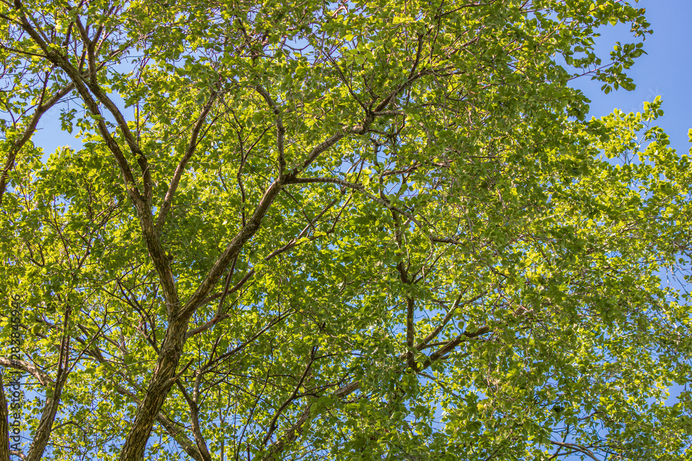Fototapeta premium Green leaves on tree