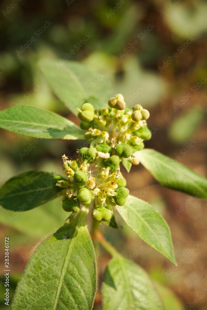 Euphorbia heterophylla grass flower in nature garden Euphorbia heterophylla grass flower in nature garden