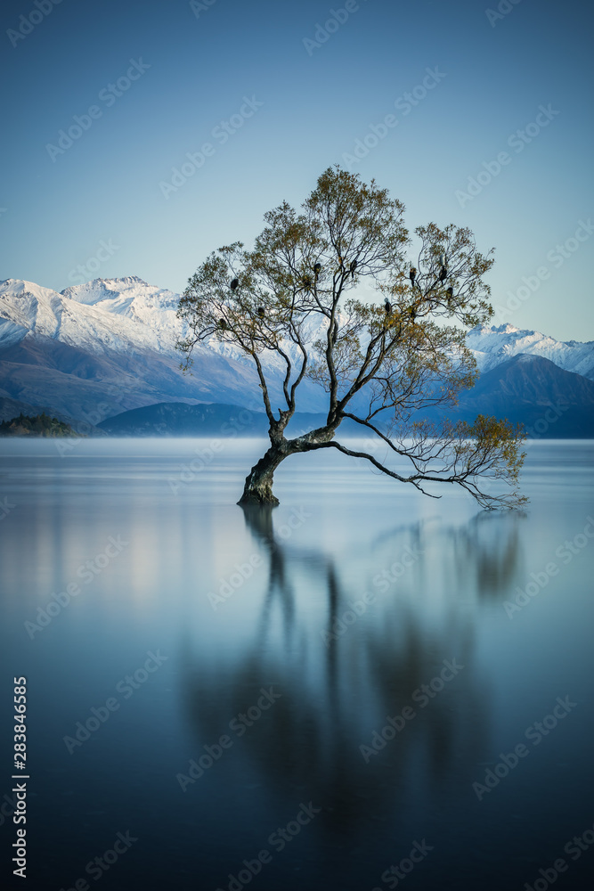 That wanaka tree That wanaka tree