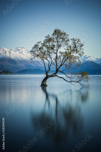 That wanaka tree