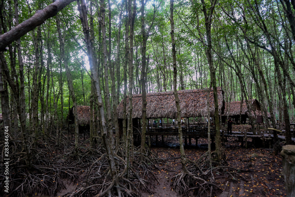 Mangrove forest in Can Gio Island Vietnam Mangrove forest in Can Gio Island Vietnam