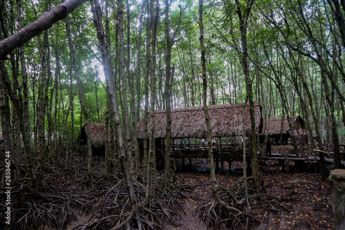 Mangrove forest in Can Gio Island Vietnam