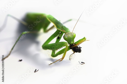 green praying mantis eating a fly on a white background.