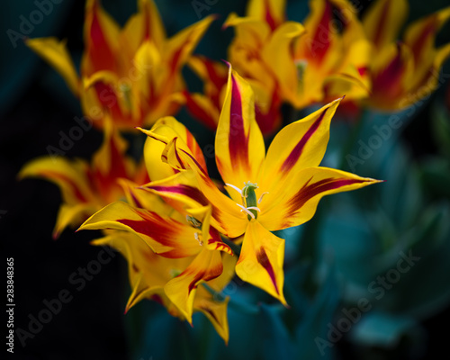 yellow and orange tulips photo