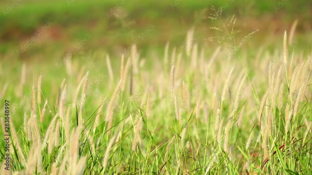 4K Medium shot of beautiful natural flowers of grass swaying in the wind against sunlight shiny in summer morning. 4K Medium shot of beautiful natural flowers of grass swaying in the wind against sunlight shiny in summer morning.