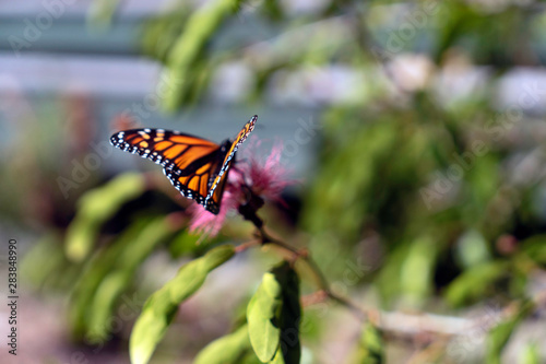Monarch Butterfly on pink flower with green leafy background