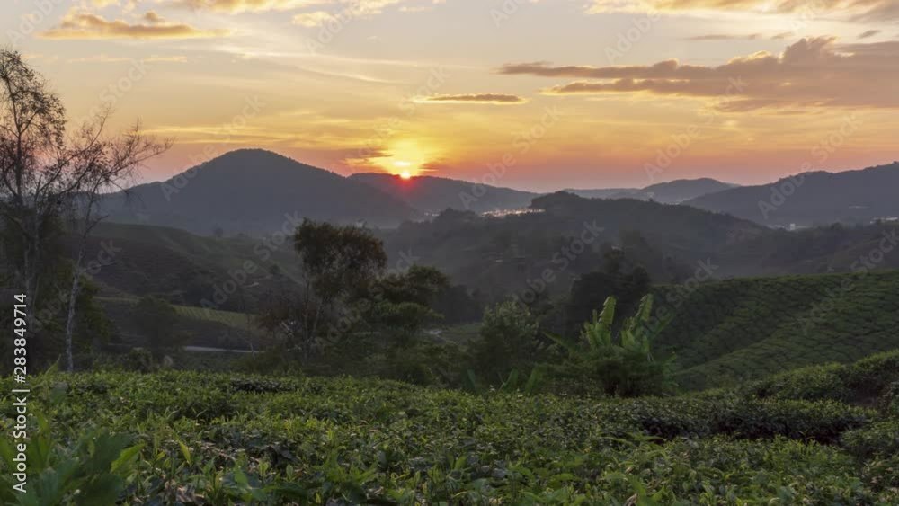 Beautiful time lapse motion, sun rising scenery at green farm plantation, Cameron Highlands, stunning blue sky and golden hour, fresh nature landscape . 4k timelapse motion footage. Beautiful time lapse motion, sun rising scenery at green farm plantation, Cameron Highlands, stunning blue sky and golden hour, fresh nature landscape . 4k timelapse motion footage.