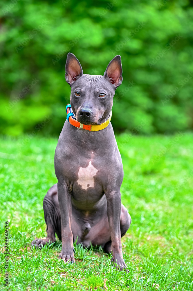 American Hairless Terriers dog portrait sitting on green grass against blurred natural background