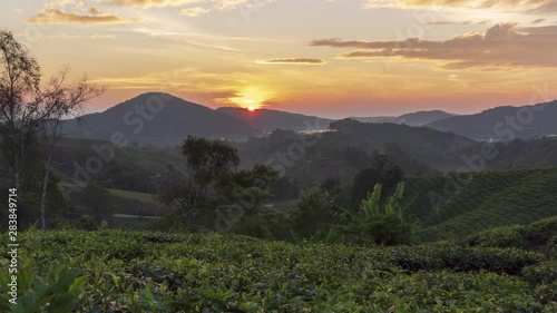 Beautiful time lapse motion, sun rising scenery at green farm plantation, Cameron Highlands, stunning blue sky and golden hour, fresh nature landscape . 4k timelapse motion footage.