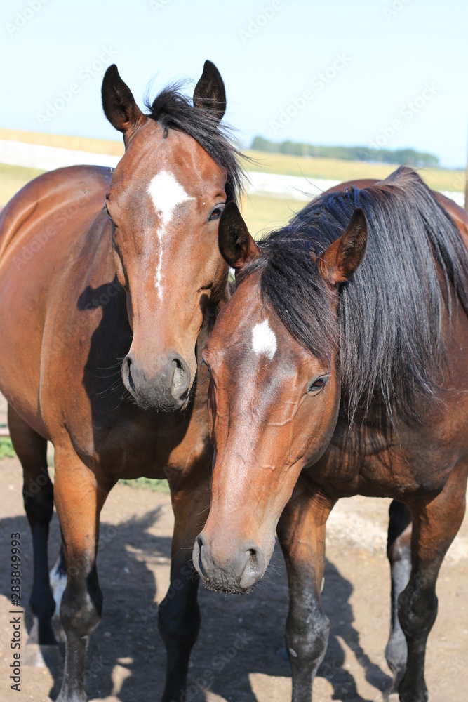 Obraz premium Thoroughbred horse portrait