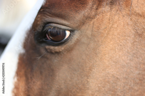 Thoroughbred horse portrait © Cody