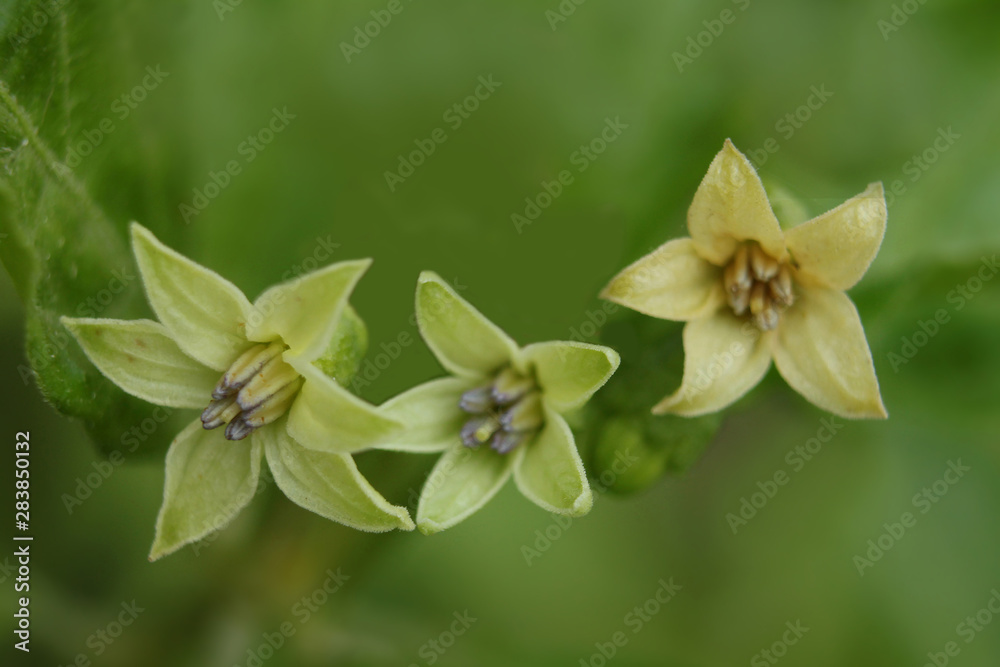 Fototapeta premium The soft focus chili, chili, flowers in the plant field.