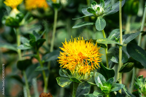 Safflower flowers in a field photo