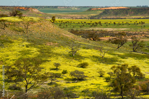 Valley view looking across colorful fields of spring Western Australian native flowers 