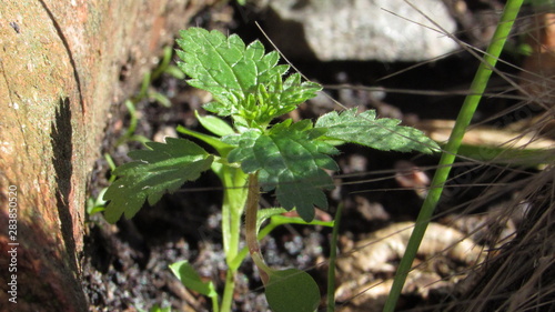 Planta