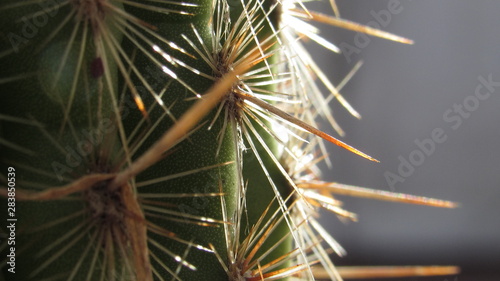 Cactus