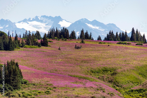 Alaska Fireweed - Homer, Alaska