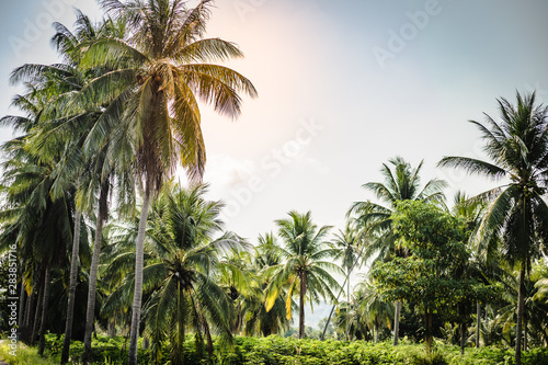 beautiful palm trees with a lush crown against the sea and blue sky. . Vacation concept. Palm grove on the island. Coastal lawn under a palm tree. Wallpaper palm trees with large green leaves.