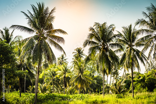 beautiful palm trees with a lush crown against the sea and blue sky. . Vacation concept. Palm grove on the island. Coastal lawn under a palm tree. Wallpaper palm trees with large green leaves.