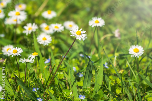 White and yellow daisy flowers on a green blurred background.