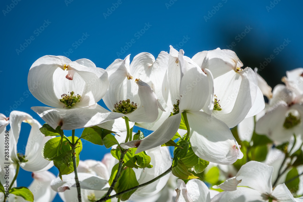 Bright white blooming dogwood flowers Bright white blooming dogwood flowers