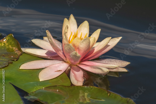 Bright blooming pink water lily among green leaves. It is an excellent permanent residents of water gardens. Warm summer sunny day. Colorful summer scenery with water flowers.