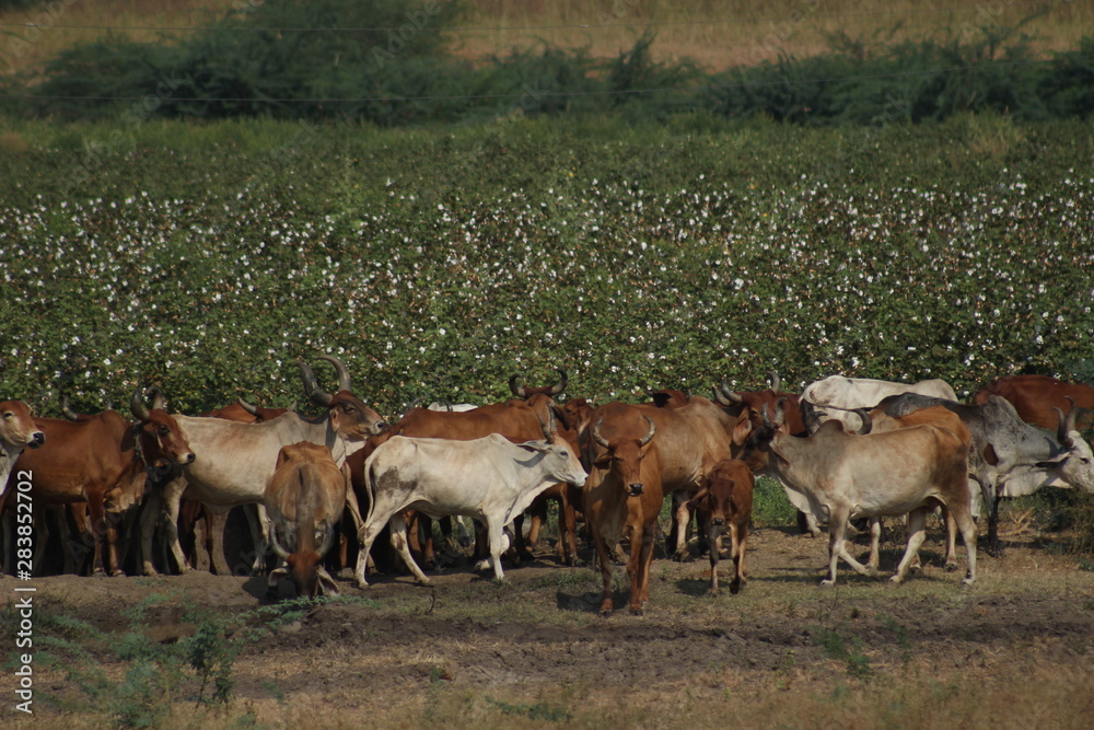 custom made wallpaper toronto digitalenvironmental