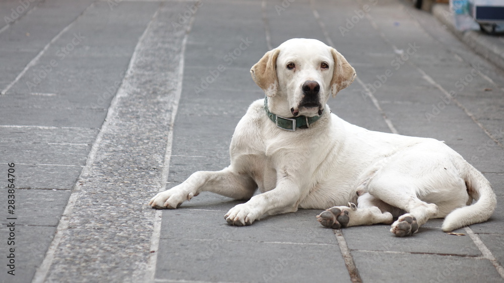 White homeless stray dog lying on the street. White homeless stray dog lying on the street.