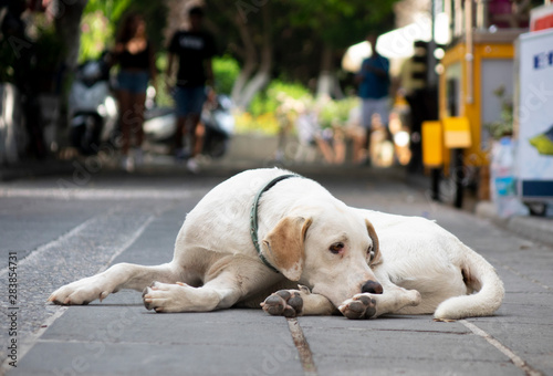 dog sitting on bench in front of brick wall