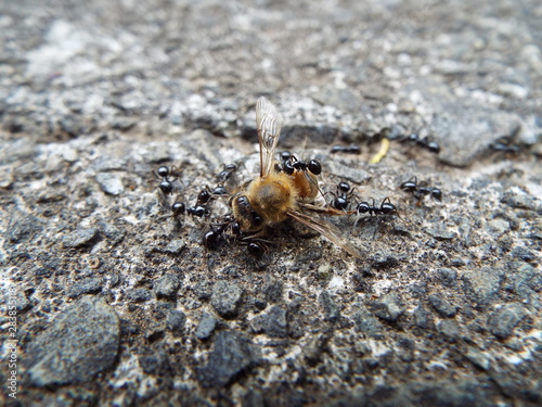 ミツバチの死骸に群がるアリたち ants were swarming to dead photo