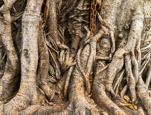 Fototapeta Naklejka Na Ścianę i Meble -  Closeup root of big tree. Texture and vintage background