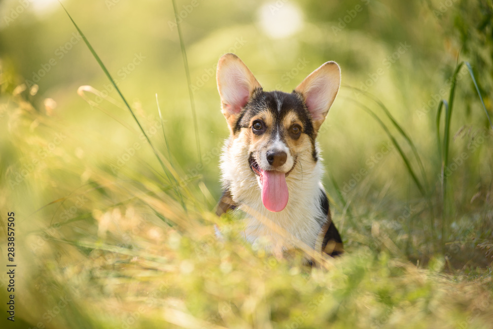 Puppy corgi in a sunny meadow. Summer walk.