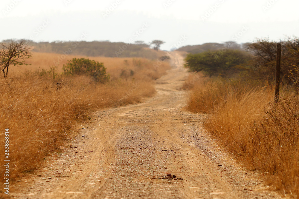 Fotografie Safari dirt road