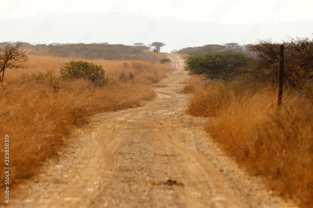 Safari dirt road Safari dirt road