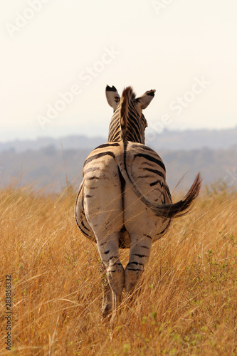 Zebra in the dry African grass